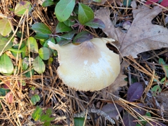 Tricholoma davisiae
