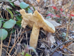 Tricholoma davisiae