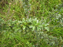 Vaccinium meridionale