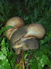 Megalobulimus oblongus