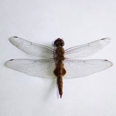 Pantala hymenaea