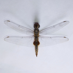 Pantala hymenaea