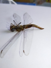 Pantala hymenaea