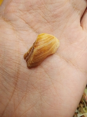 Lamarcka imbricata