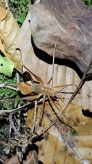 Hadenoecus subterraneus