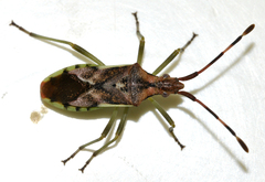 Gonocerus juniperi