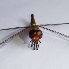 Pantala hymenaea