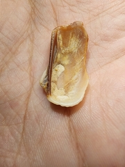 Lamarcka imbricata