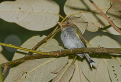 Hemitriccus furcatus
