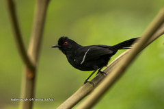 Pyriglena leucoptera