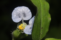Commelina erecta image