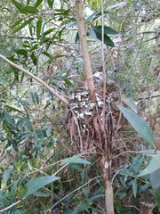 Eopsaltria australis