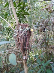 Eopsaltria australis