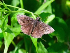 Erynnis tristis