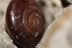 Glyptostoma gabrielense