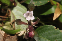 Strobilanthes