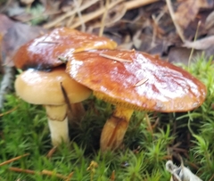 Suillus clintonianus