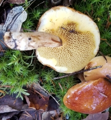 Suillus clintonianus