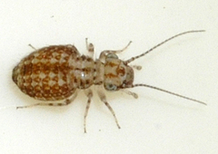 Cerobasis