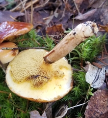 Suillus clintonianus