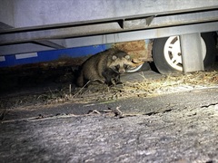 Nyctereutes viverrinus