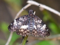 Chiomara georgina