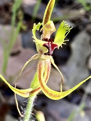 Caladenia attingens