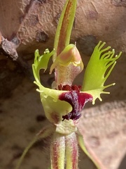 Caladenia attingens
