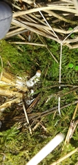 Psilocybe azurescens