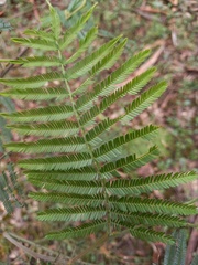 Acacia mearnsii