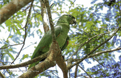 Amazona farinosa