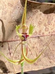 Caladenia attingens