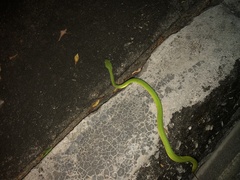Trimeresurus albolabris