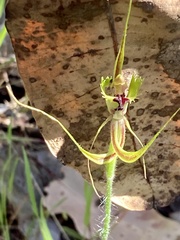 Caladenia attingens