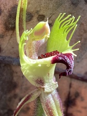 Caladenia attingens