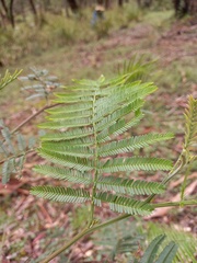 Acacia mearnsii