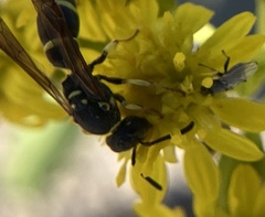 Ancistrocerus adiabatus