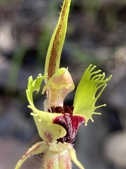 Caladenia attingens