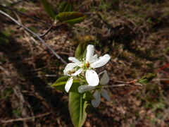 Amelanchier laevis