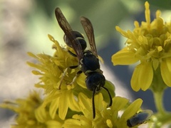 Ancistrocerus adiabatus