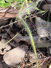 Caladenia attingens
