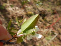 Amelanchier laevis