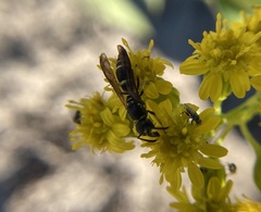 Ancistrocerus adiabatus