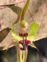 Caladenia attingens