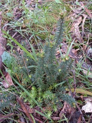 Acrotriche serrulata