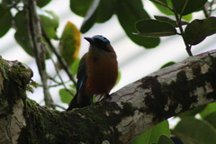 Momotus subrufescens