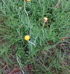 Coronidium scorpioides