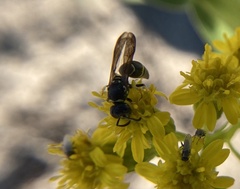 Ancistrocerus adiabatus