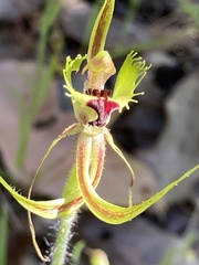 Caladenia attingens