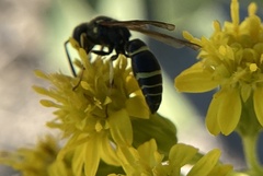 Ancistrocerus adiabatus